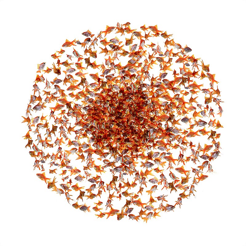 Ysabel LeMay, The Seed
C-Print on acrylic, 48 x 48 in.