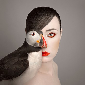 Flora Borsi - Animeyed, Little Puffin 27 1/2 x 27 1/2 in.