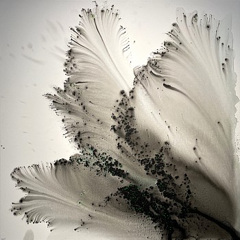 Muriel Napoli - Dragonniere 39 1/2 x 39 1/2 in.