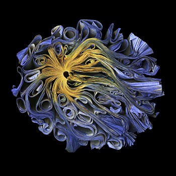 Cara Barer -&nbsp;Nightshade Sizes vary